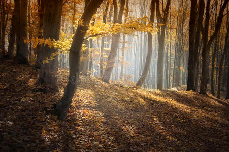 秋天美丽的彩色森林