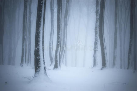 冬天有雪霜和雾的森林