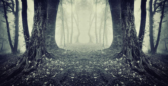 森林 寒冷的 童话 神秘 魔术 阴影 午夜 情绪 黄昏 早晨