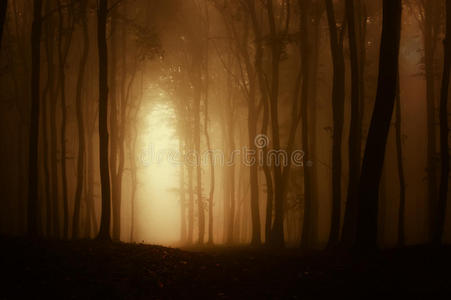 早晨 软的 童话 射线 黄昏 自然 魔术 太阳 黎明 森林