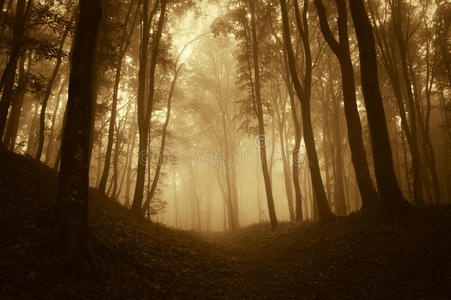 风景 自然 森林 阴影 魔术 陶醉 射线 黎明 薄雾 日出