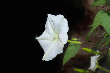 月光花图片 月光花素材 月光花插画 摄图新视界 月光花图片 月光花素材 月光花插画 摄图新视界