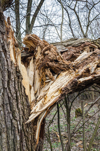 断的树图片