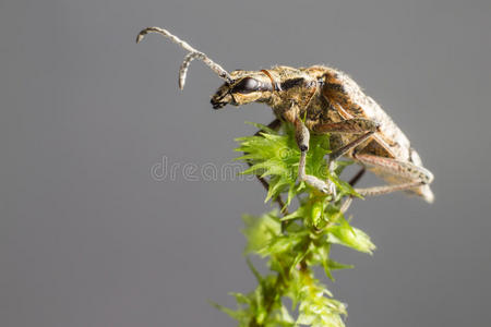 黑斑钳支撑甲虫rhagium mordax