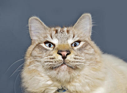 蓝眼睛猫表情图片
