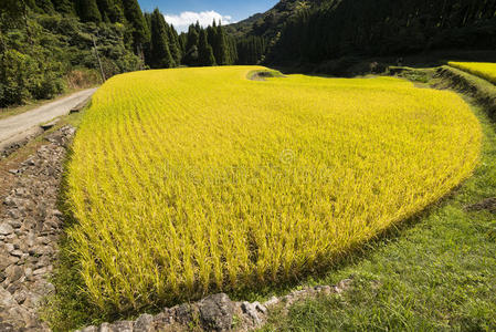 黄色稻田