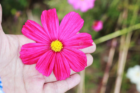 花园里的粉色宇宙花手拿