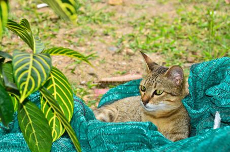 孟加拉猫