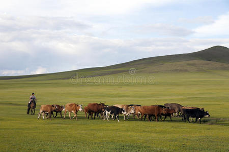 女人 草地 风景 蒙古 亚洲 争吵 牛仔 距离 牛仔女郎