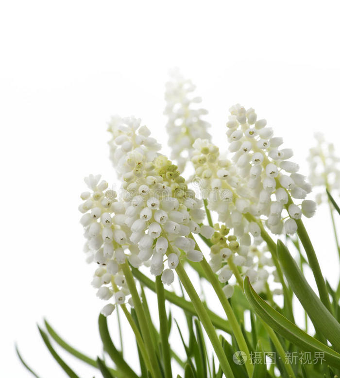 白麝香花照片 正版商用图片10ax1r 摄图新视界