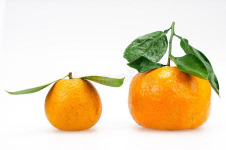 柚子和橘子图片