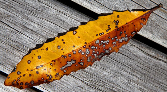 新西兰叶子照片