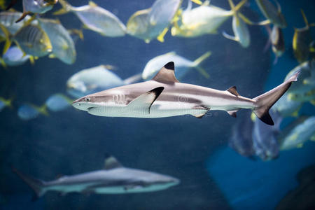 海洋环境中的礁鲨