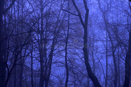 蓝夜森林