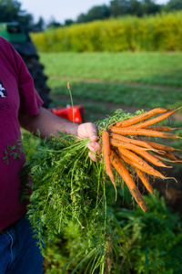 农民收割胡萝卜