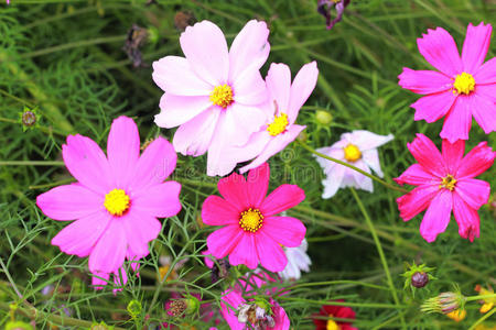 花园里的粉红色宇宙花