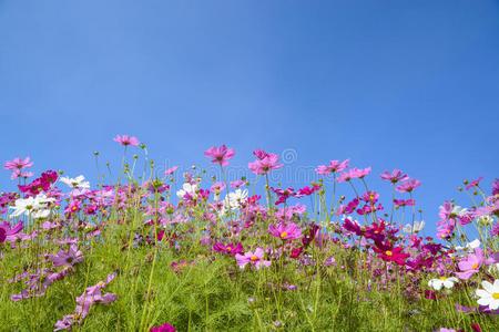 蓝天下的花