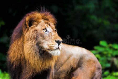 狮子肖像