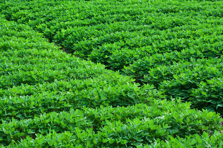 花生地路通过黄色的油菜籽田绿色的春山.