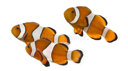一组ocellaris小丑鱼，两栖ocellaris，孤立