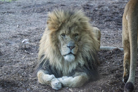 犹大的狮子图片