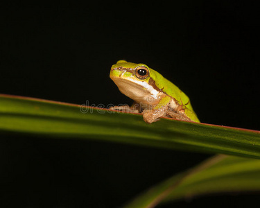 丛林 可爱的 树影 青蛙 两栖动物 振动 眼睛 雨林 动物