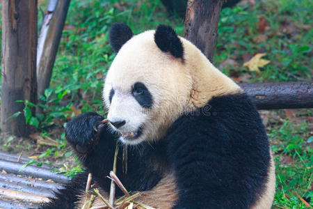 大熊猫吃竹子图片