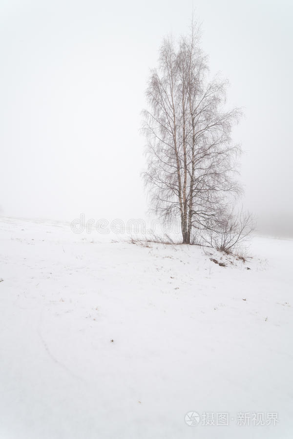雾蒙蒙的冬日田野上的一棵树。