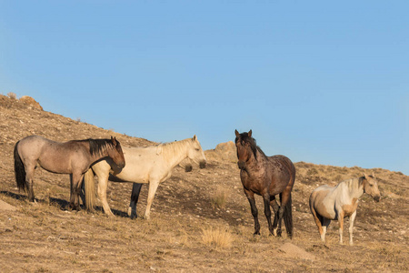 犹他州沙漠中的一群野马