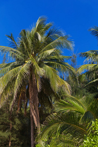 完美的绿色棕榈树叶在天空的前面