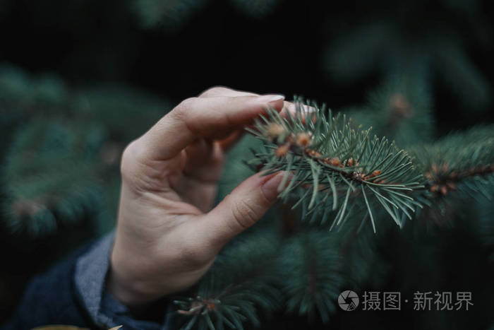 女性手触碰杉树枝