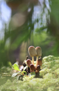 蘑菇家族蘑菇家族生长在苔藓岗上。