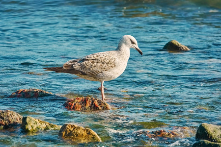 亚欧洲鲱鱼海鸥