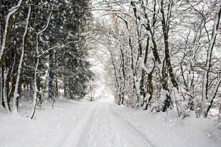 雪和冬路的树木