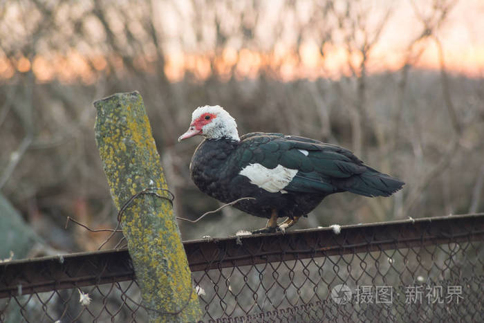 一只黑白鸭坐在篱笆上农业