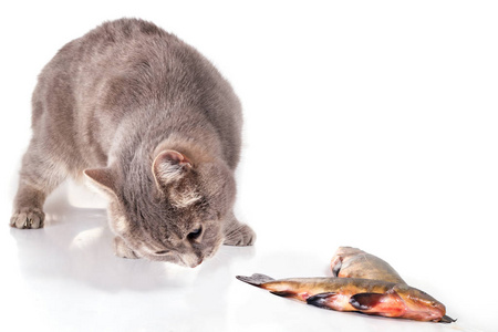 原油鱼猫和鱼在白色背景上照片