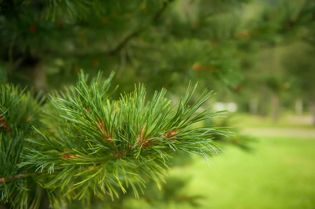在绿色背景上的雪松的美丽的绿色分支.选择性对焦照片