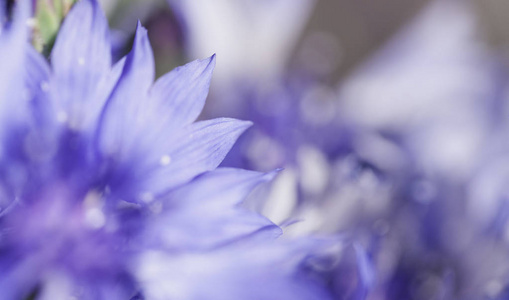 抽象花特写