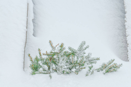 圣诞雪冷杉树枝