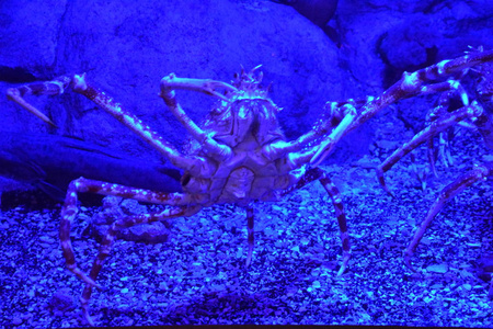 日本蜘蛛蟹在水中