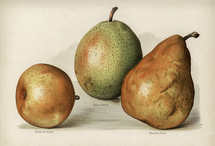 s guide Vintage illustration of pears