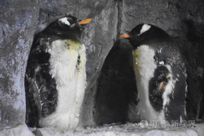 企鹅在水族馆里