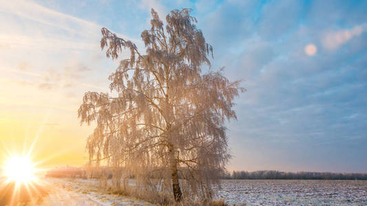 美丽的冬天风景在夕阳与雾和雪图片