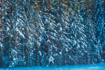 冰冻的森林雪，冬季景观与