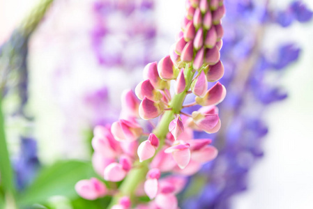 五颜六色的羽扇豆花，美丽的花朵，在模糊的背景上