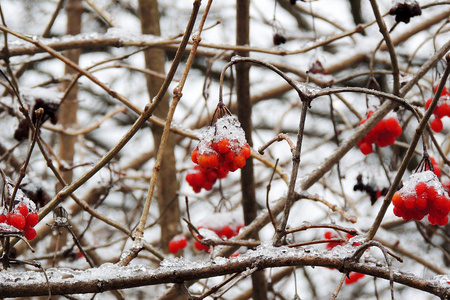 冬雪下树枝上成熟的荚