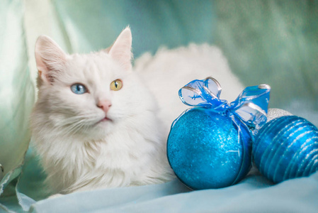 带圣诞玩具的白猫