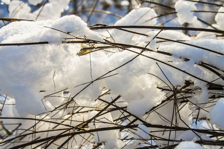 树覆盖着白霜和雪的小枝在胜利的背景