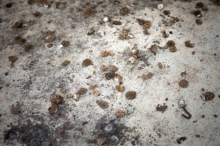 在水泥背景上的鸟粪照片