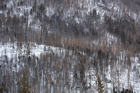 高山 Tatras 的冬林观